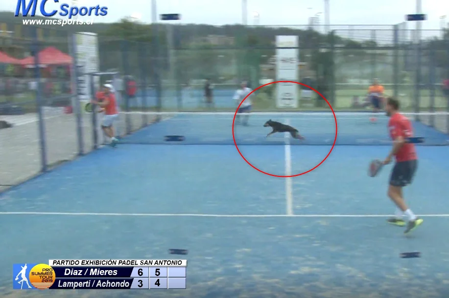 Un chien s’invite à la fête !