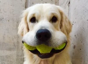 confinement tennis padel covid19 ouverture clubs chien balles