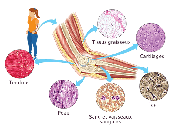 Corps humain silicium