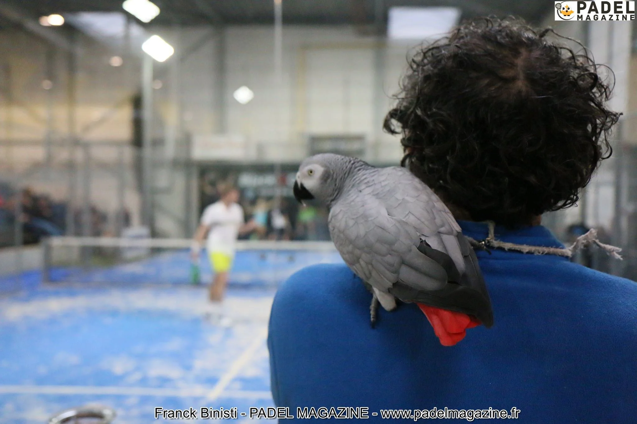 oiseau padel europe pays bas