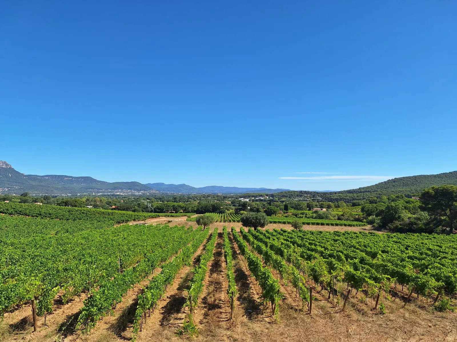 Padel et pinard : au Domaine de la Navicelle, on tape dans la balle… entre deux dégustations