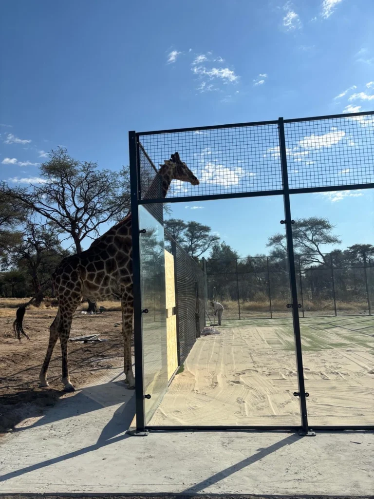 Wanneer padel de savanne ontmoet: een tennisbaan in Namibië die een paradijs voor giraffen wordt!