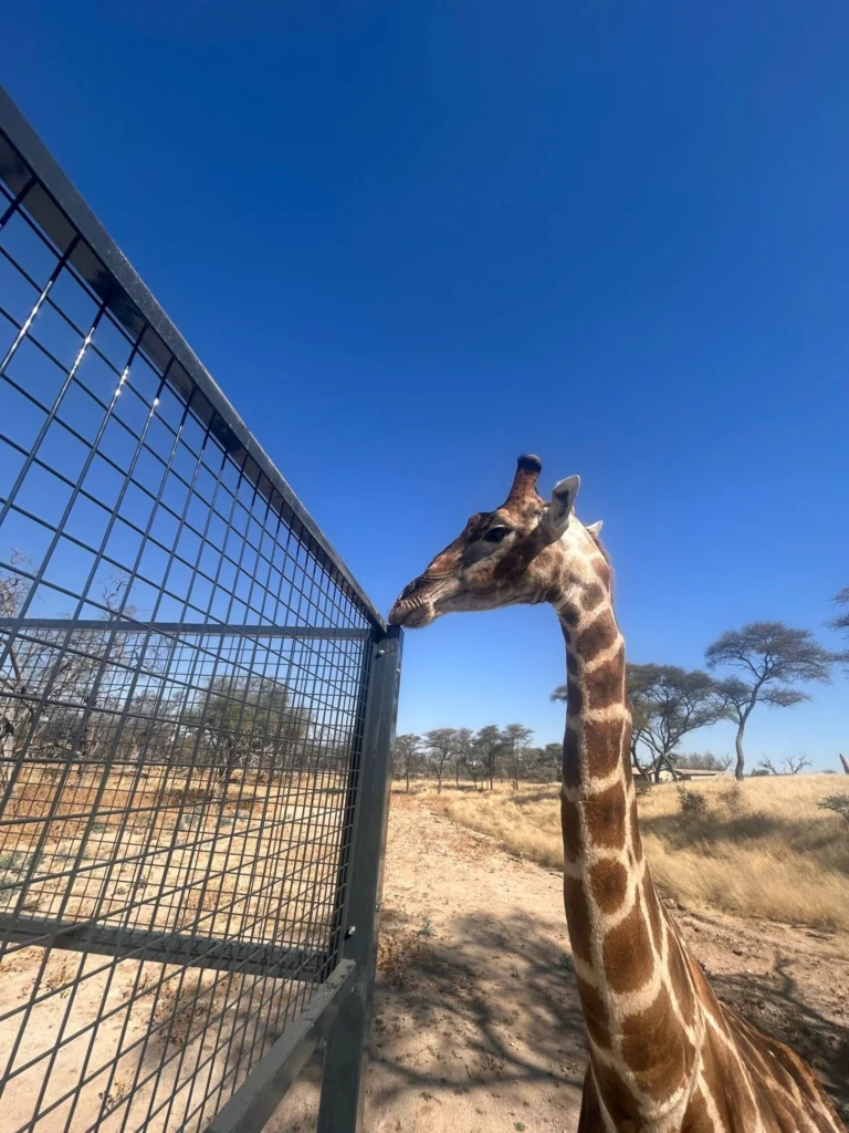 Wanneer padel de savanne ontmoet: een tennisbaan in Namibië die een paradijs voor giraffen wordt!