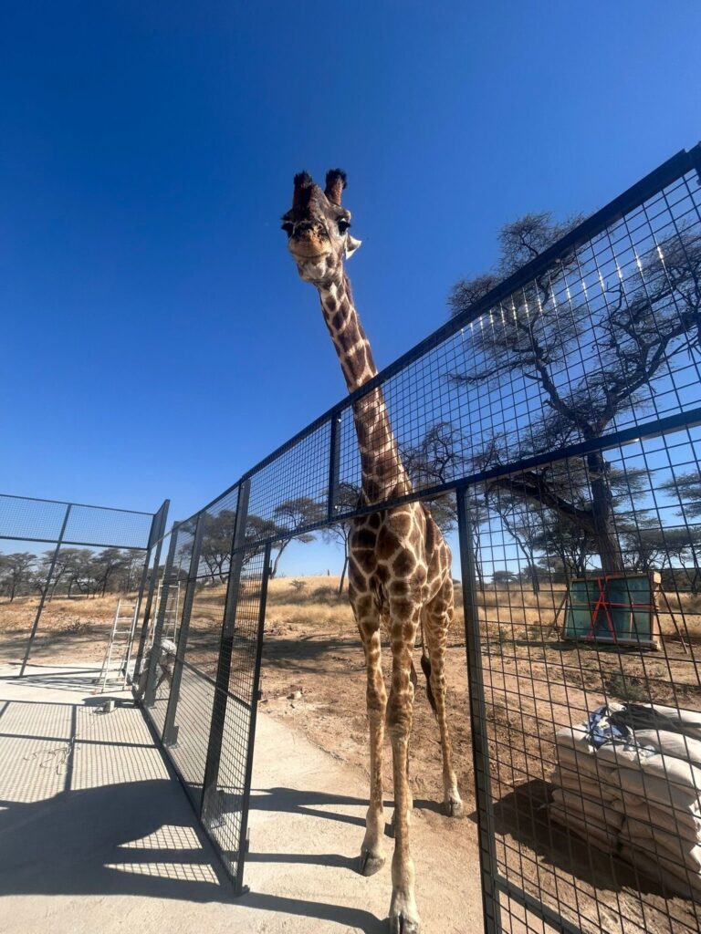 Quand le padel rencontre la savane : un court en Namibie qui devient le paradis des girafes ! | Padel Magazine Quand le padel rencontre la savane : un court en Namibie qui devient le paradis des girafes !