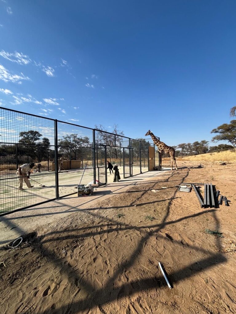 Quand le padel rencontre la savane : un court en Namibie qui devient le paradis des girafes ! | Padel Magazine Quand le padel rencontre la savane : un court en Namibie qui devient le paradis des girafes !