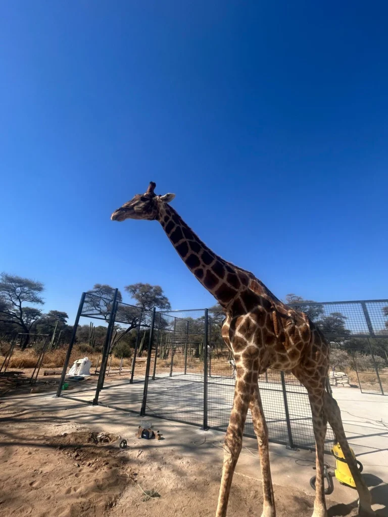 Wanneer padel de savanne ontmoet: een tennisbaan in Namibië die een paradijs voor giraffen wordt!