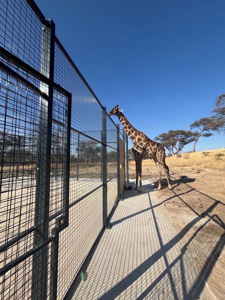 Quand le padel rencontre la savane : un court en Namibie qui devient le paradis des girafes ! | Padel Magazine Quand le padel rencontre la savane : un court en Namibie qui devient le paradis des girafes !