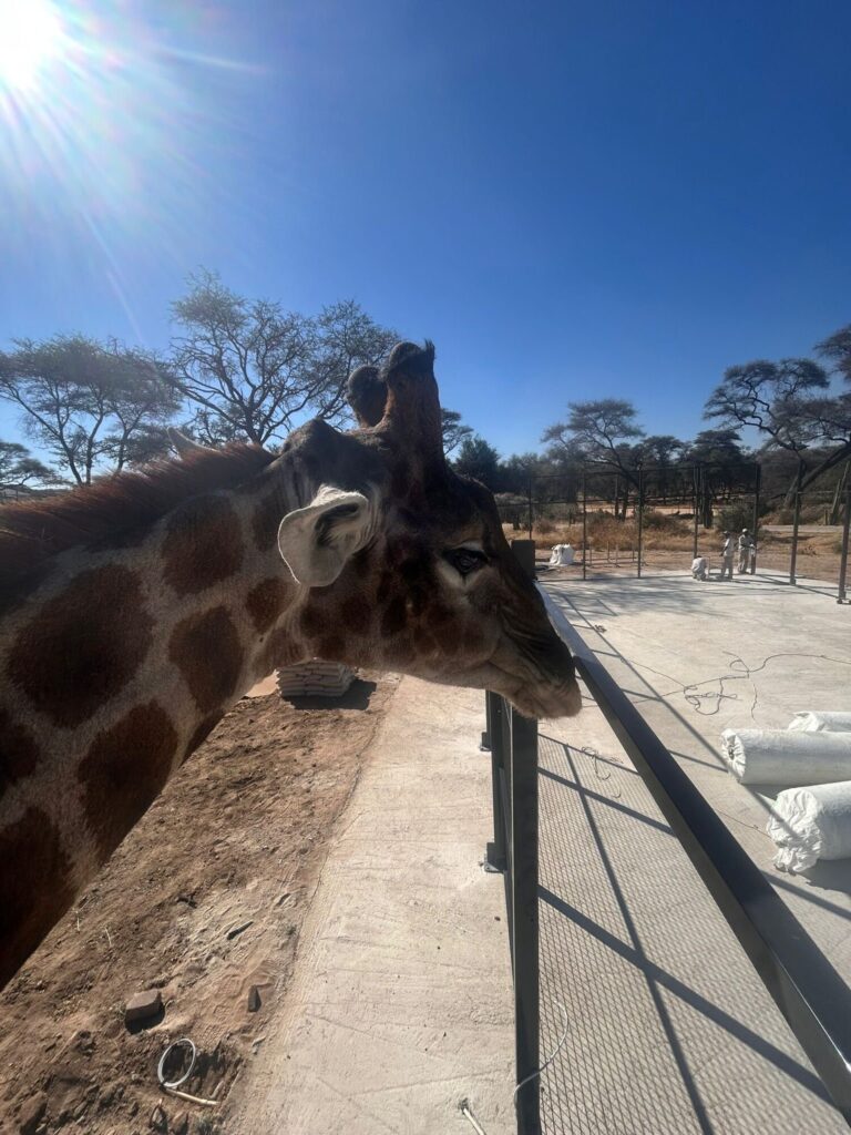 Quand le padel rencontre la savane : un court en Namibie qui devient le paradis des girafes ! | Padel Magazine Quand le padel rencontre la savane : un court en Namibie qui devient le paradis des girafes !