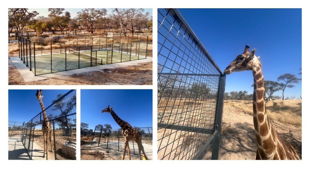 girafe padel namibie