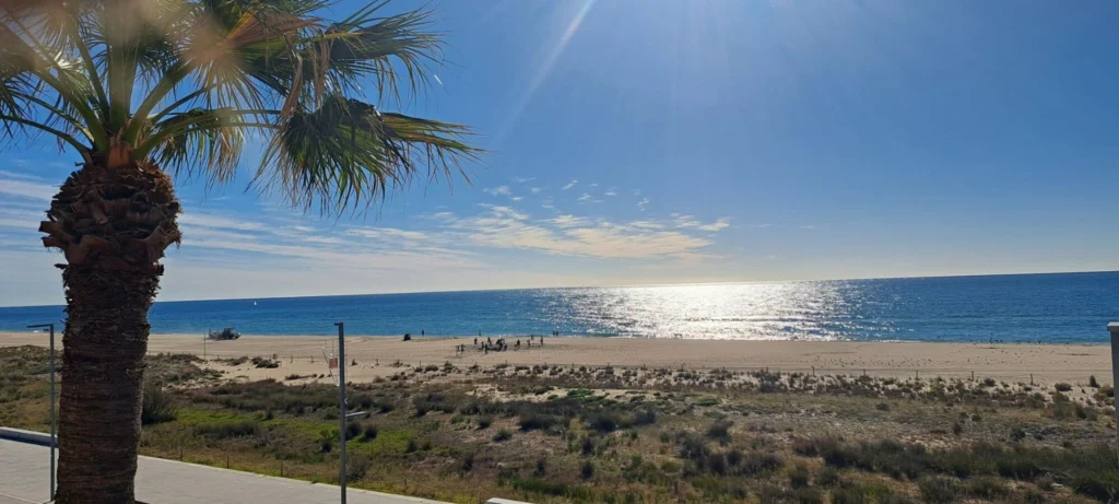 image | Padel Magazine Sunny beach scene with a large palm tree in the foreground, sandy shore, and calm blue sea under a clear sky with sun glare.